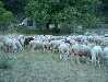 Encore des moutons