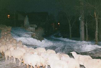 Moutons.jpg (24359 octets)