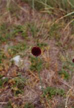 fleur.jpg (14181 octets)