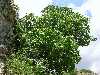 Un arbre oui, mais un arbre peyrescan