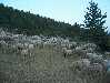 Moutons, des moutons