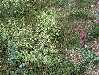 Oh, des fleurs !